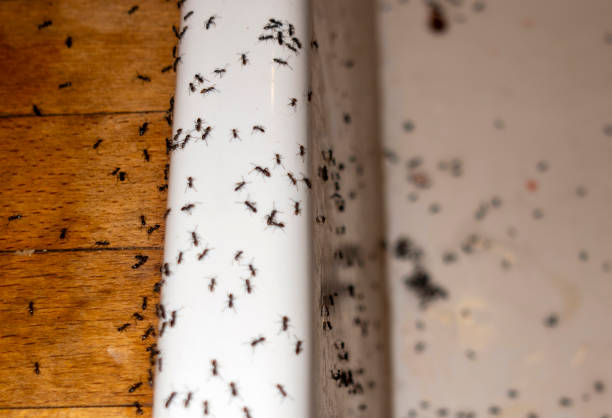 Best Bed Bug Extermination  in Semmes, AL